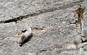 Tichodrome 6339